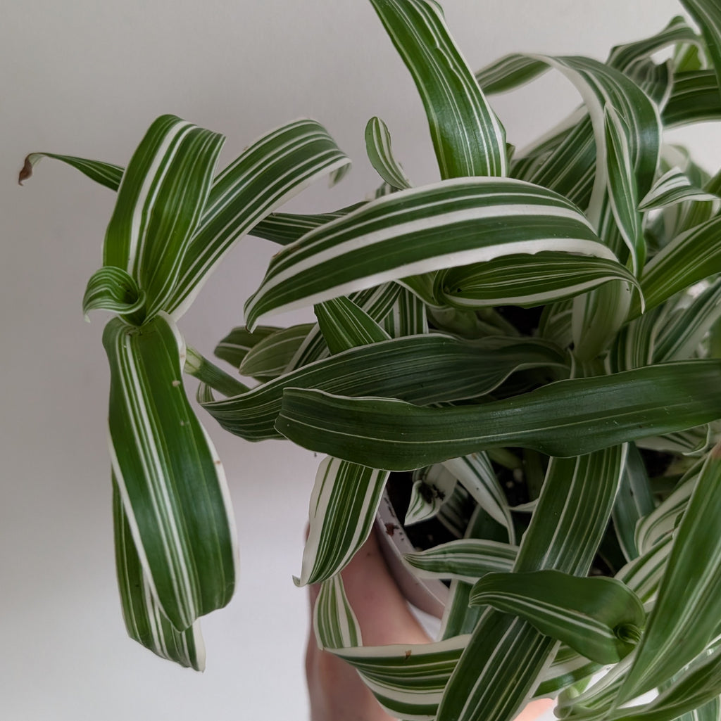 Murdannia loriformis variegated
