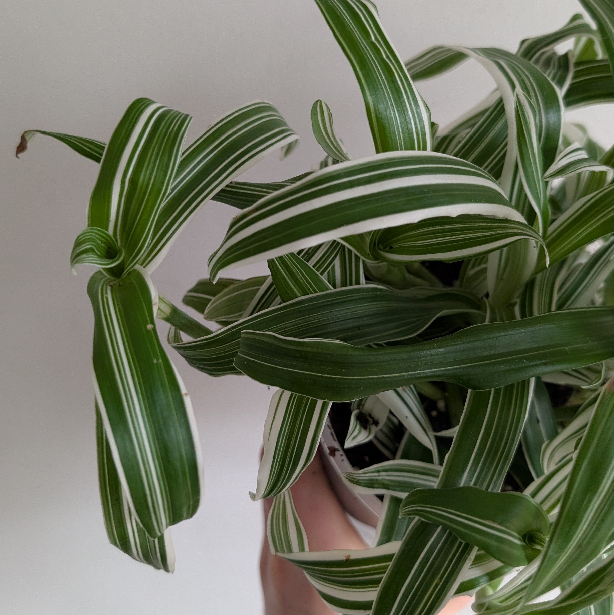 Murdannia loriformis variegated