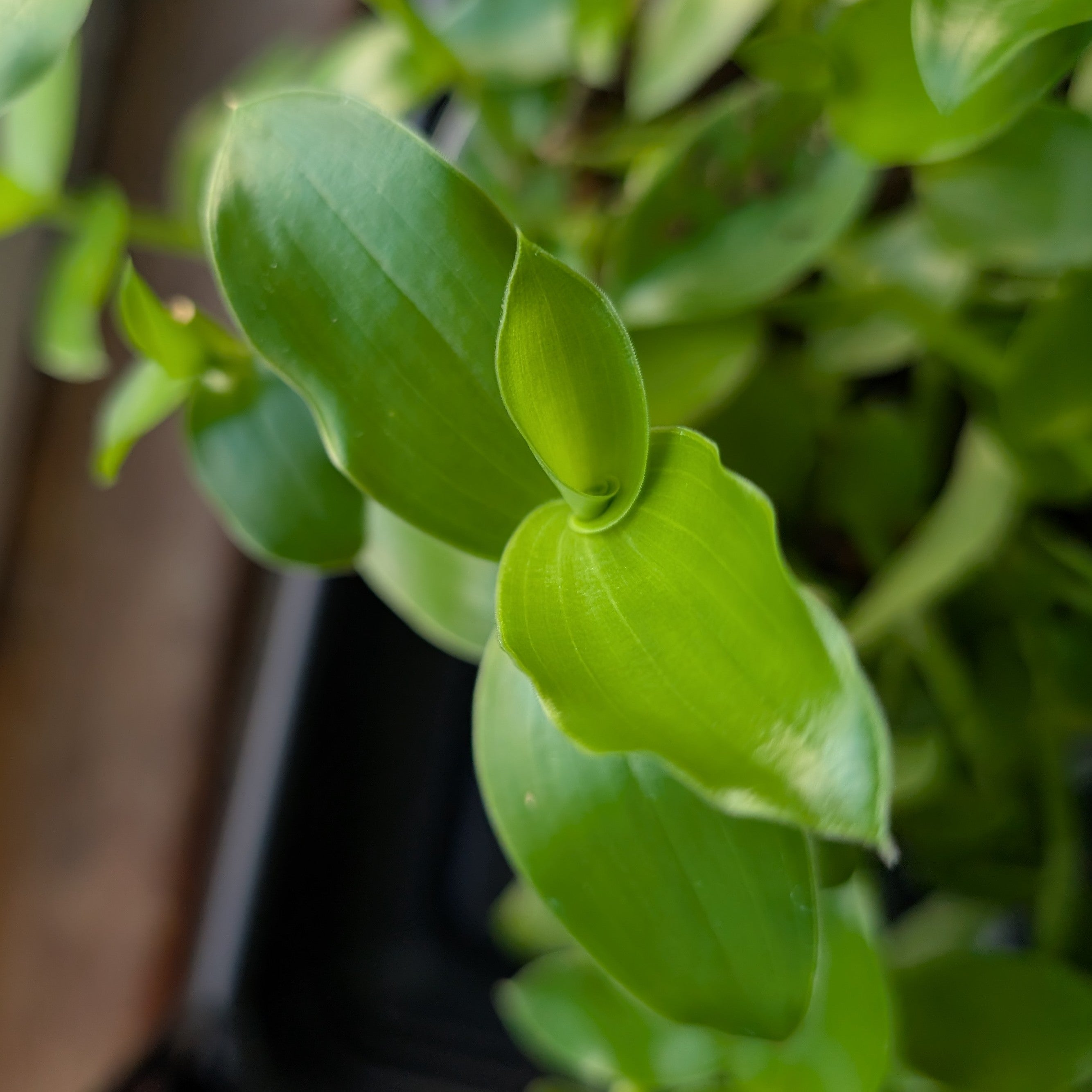 Tripogandra glandulosa