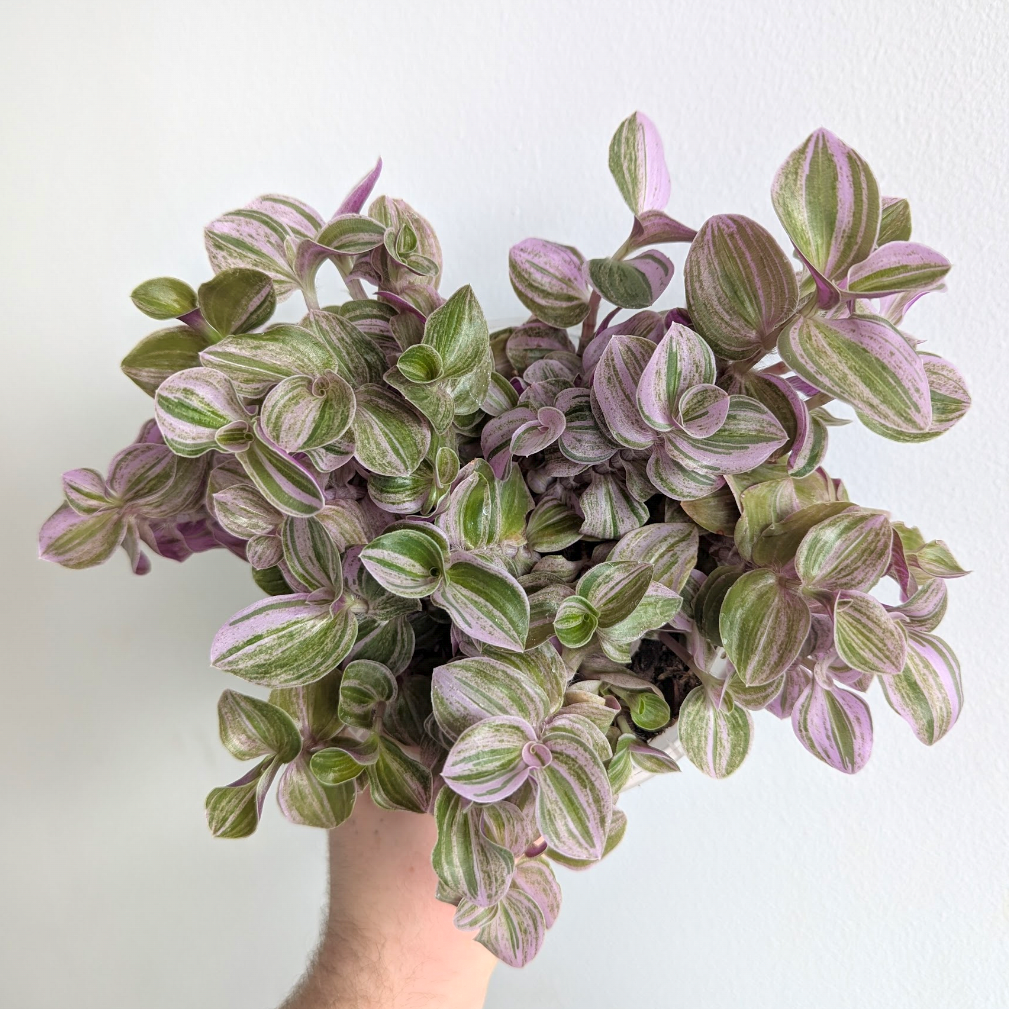Tradescantia 'Sweet Tabby'