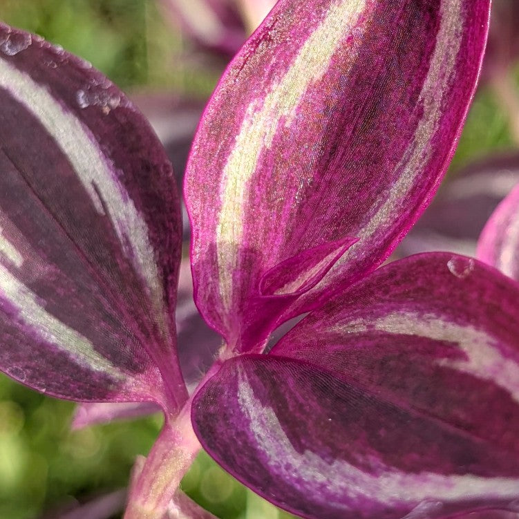 Tradescantia zebrina 'Pink Paradise'