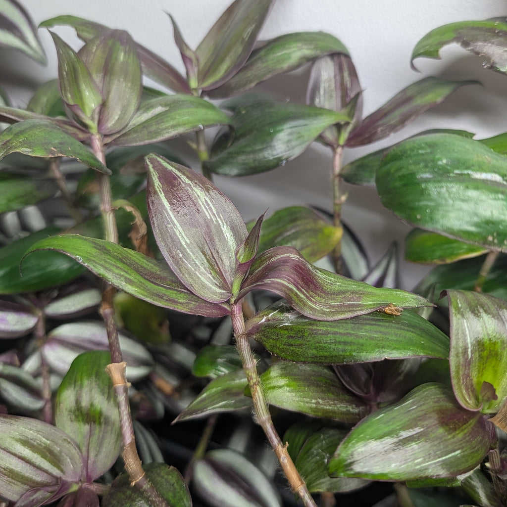 Tradescantia zebrina 'Flame Dance'