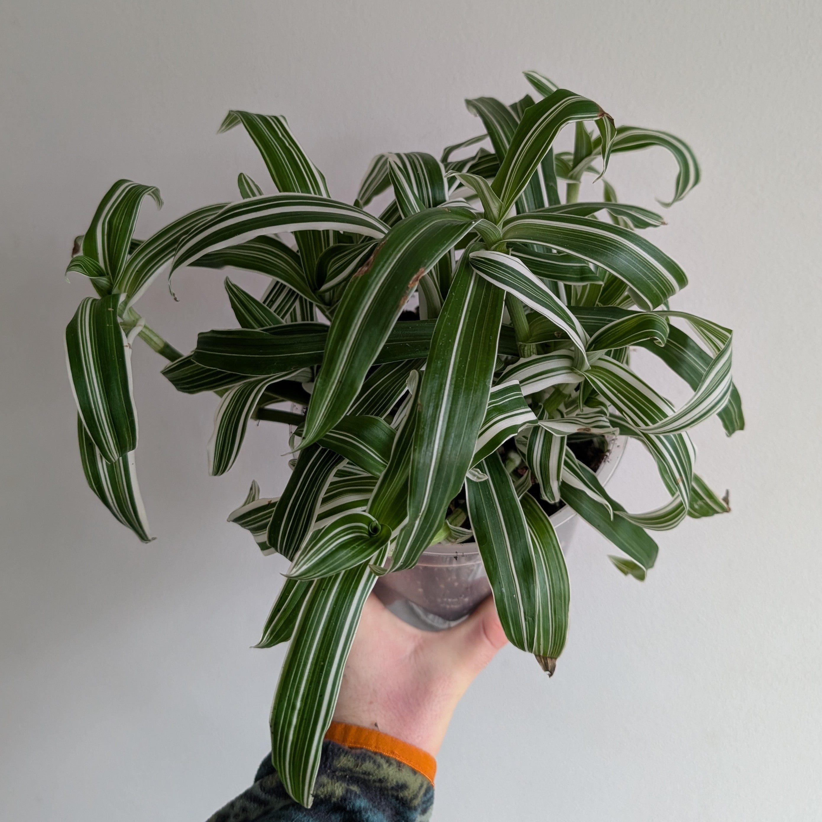 Murdannia loriformis variegated