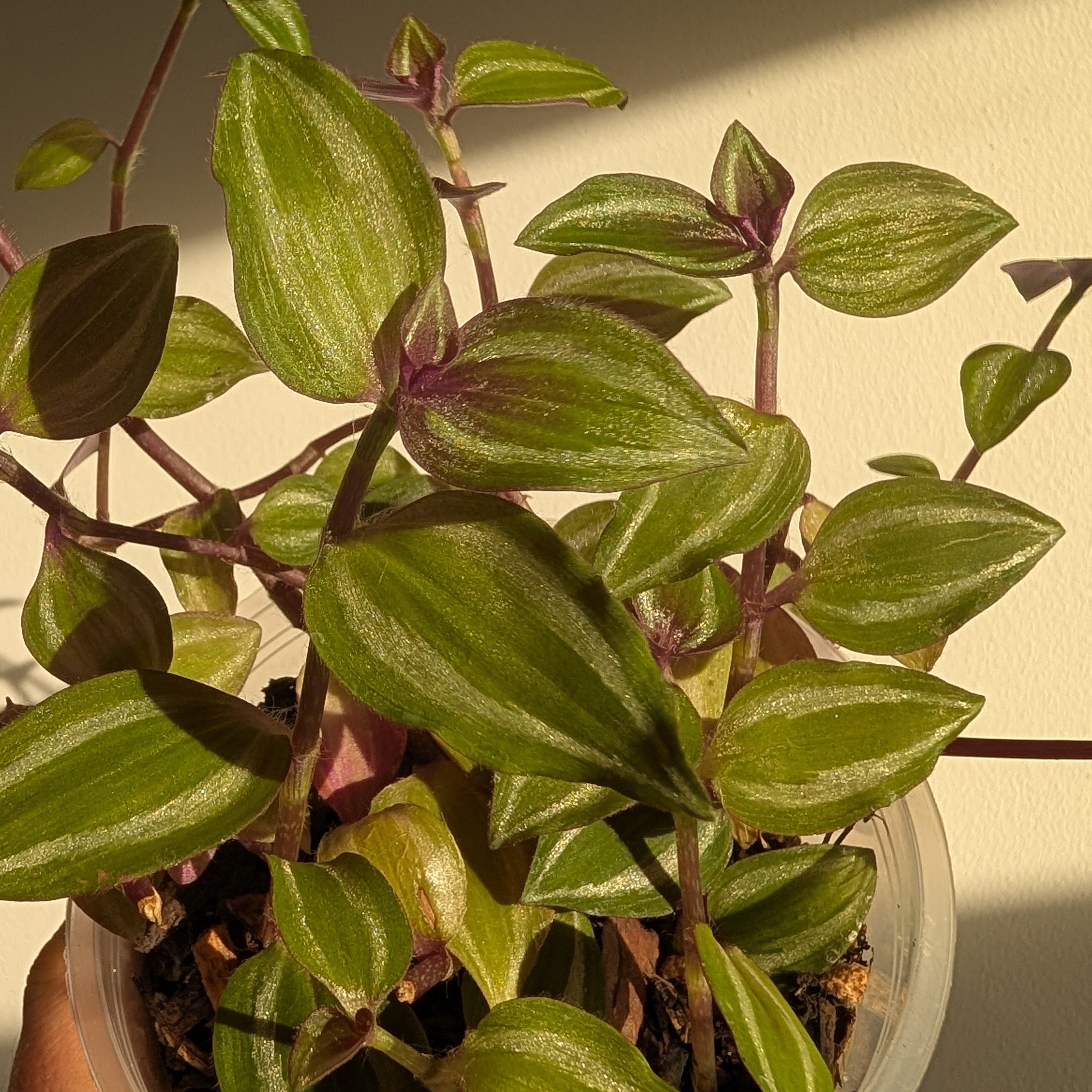 Tradescantia zebrina 'Leprechaun'