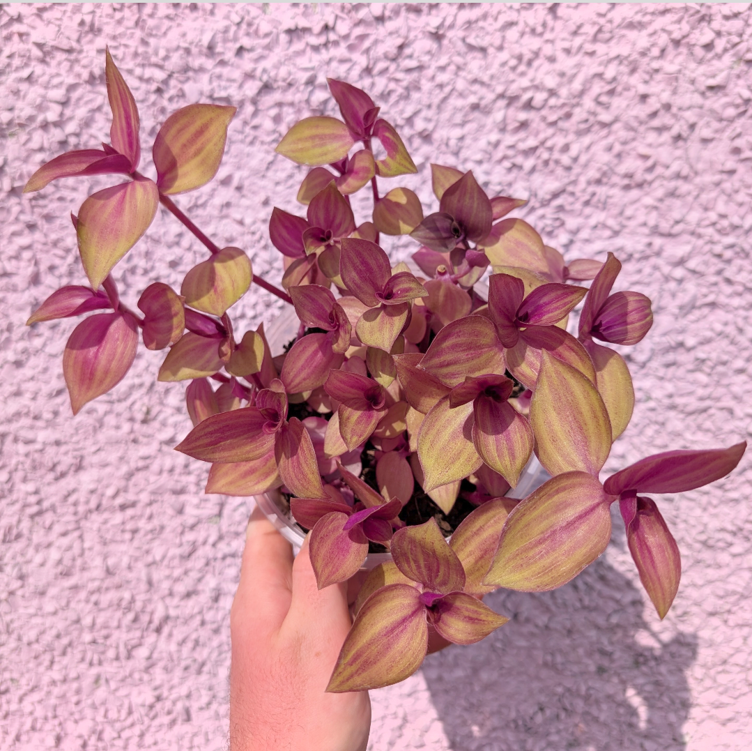 Tradescantia zebrina 'Purple Plush'