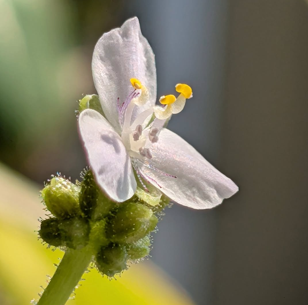 Tripogandra glandulosa