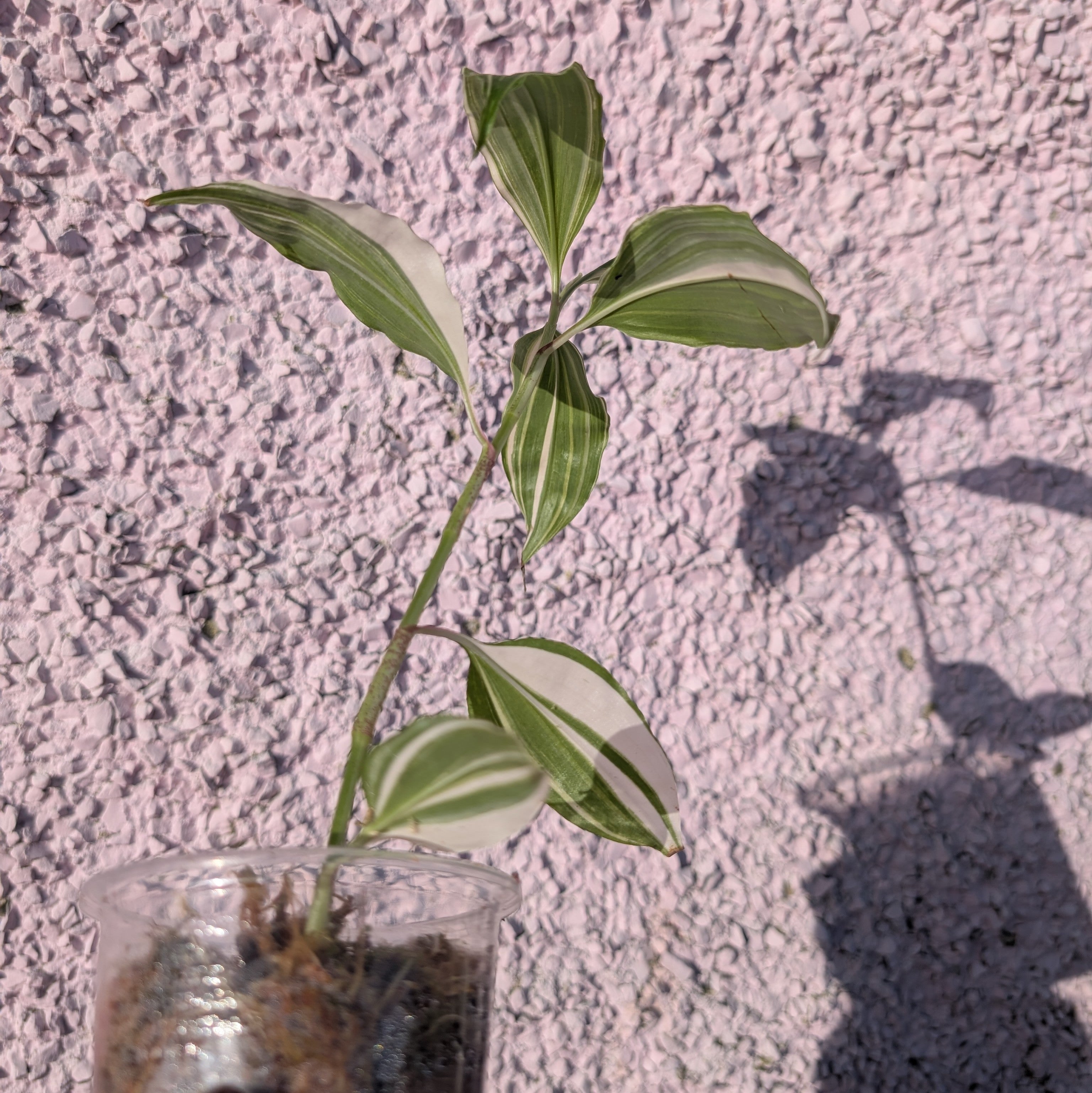 Pollia sp. white variegated