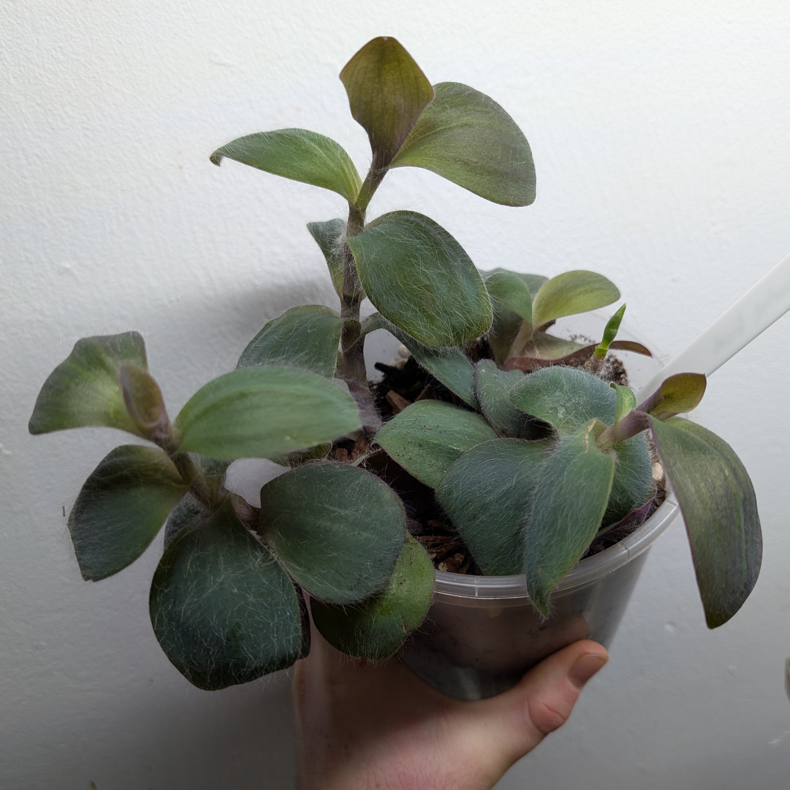 Tradescantia pallida 'Kartuz Giant'