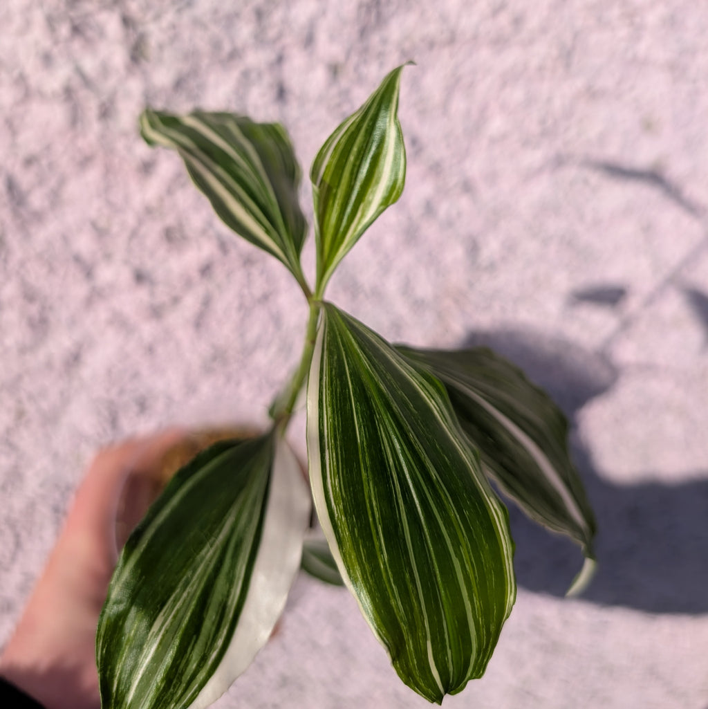 Pollia sp. white variegated
