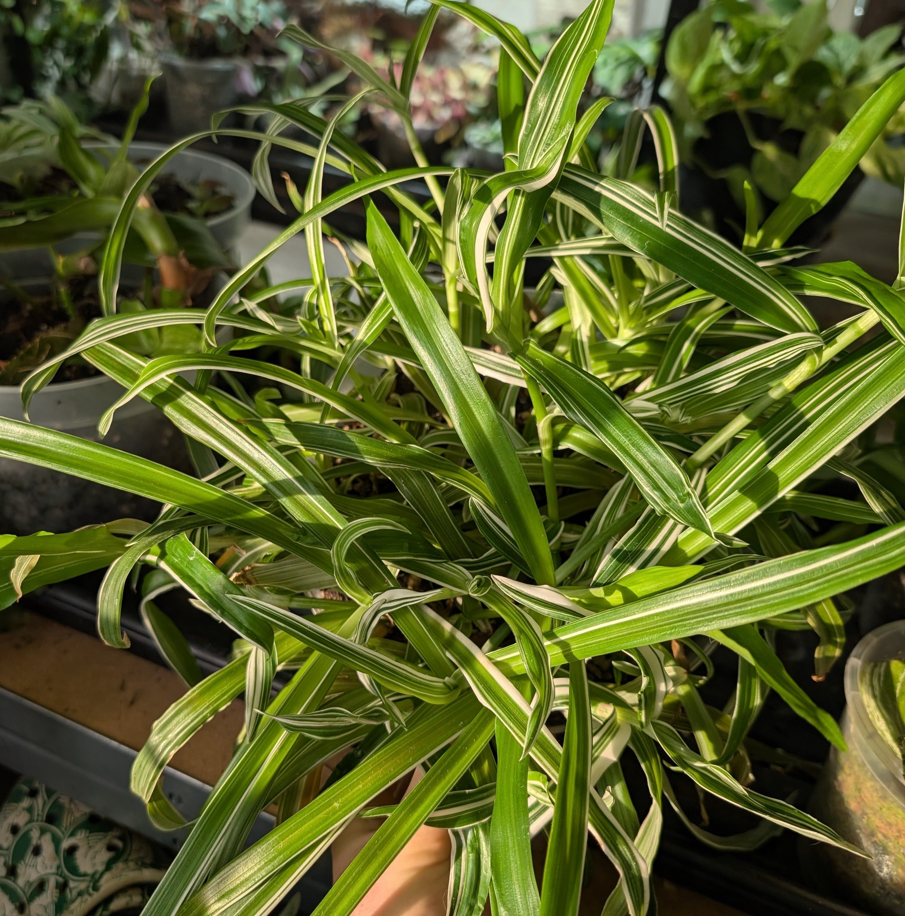 Murdannia acuitifolia variegated