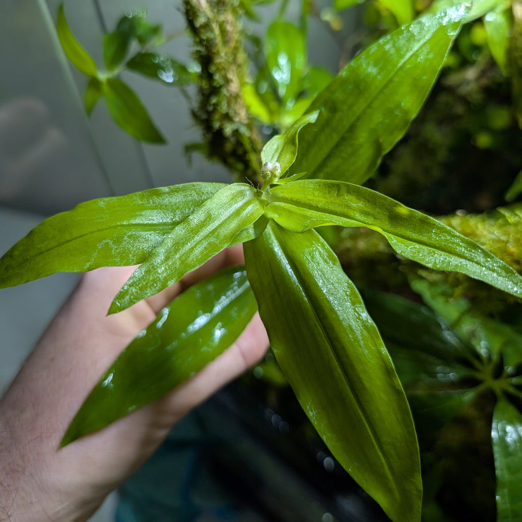 Floscopa cf. scandens