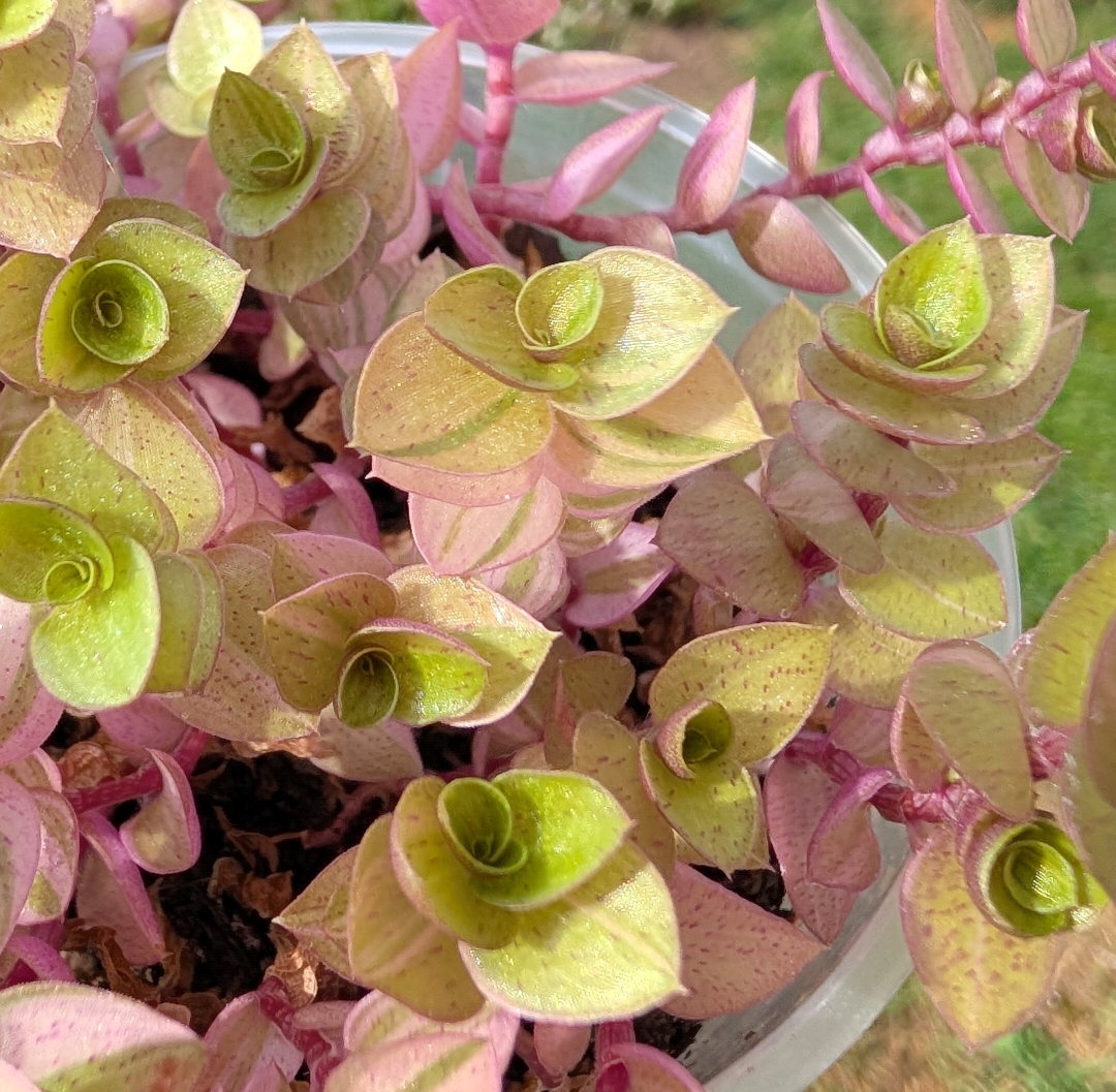 Callisia repens 'Gold variegated'