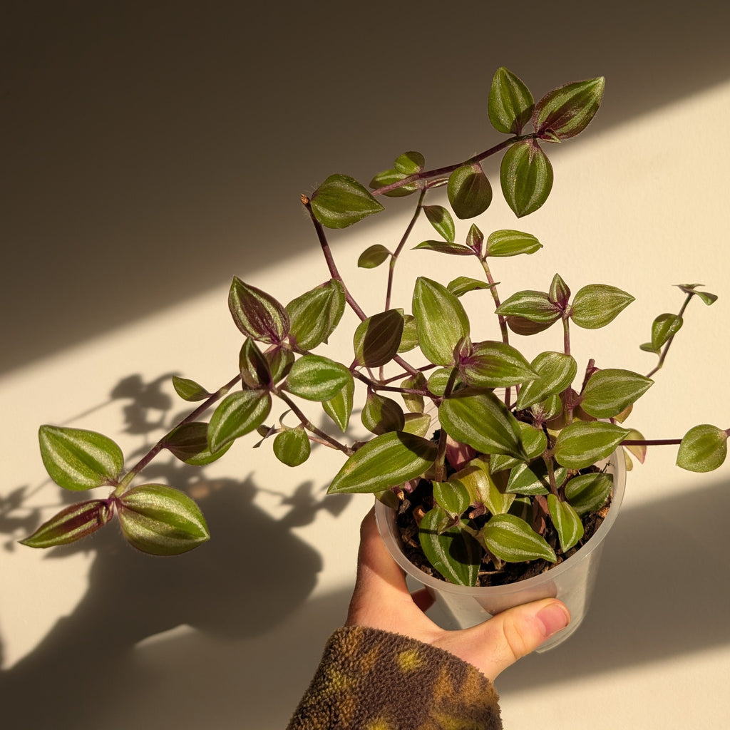 Tradescantia zebrina 'Leprechaun'