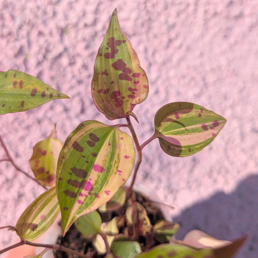 Tinantia pringlei variegated