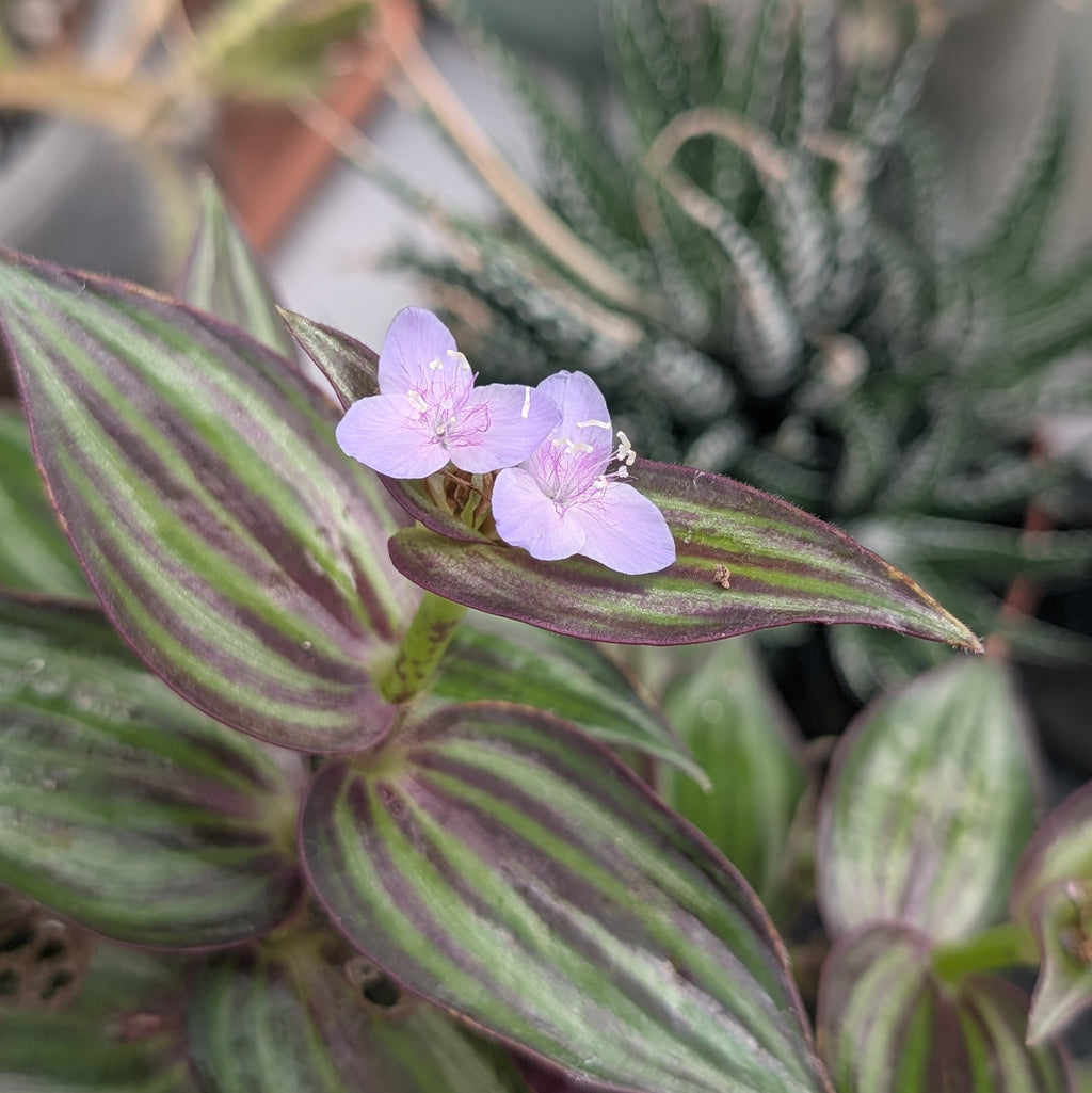 Tradescantia zebrina 'Tikal'