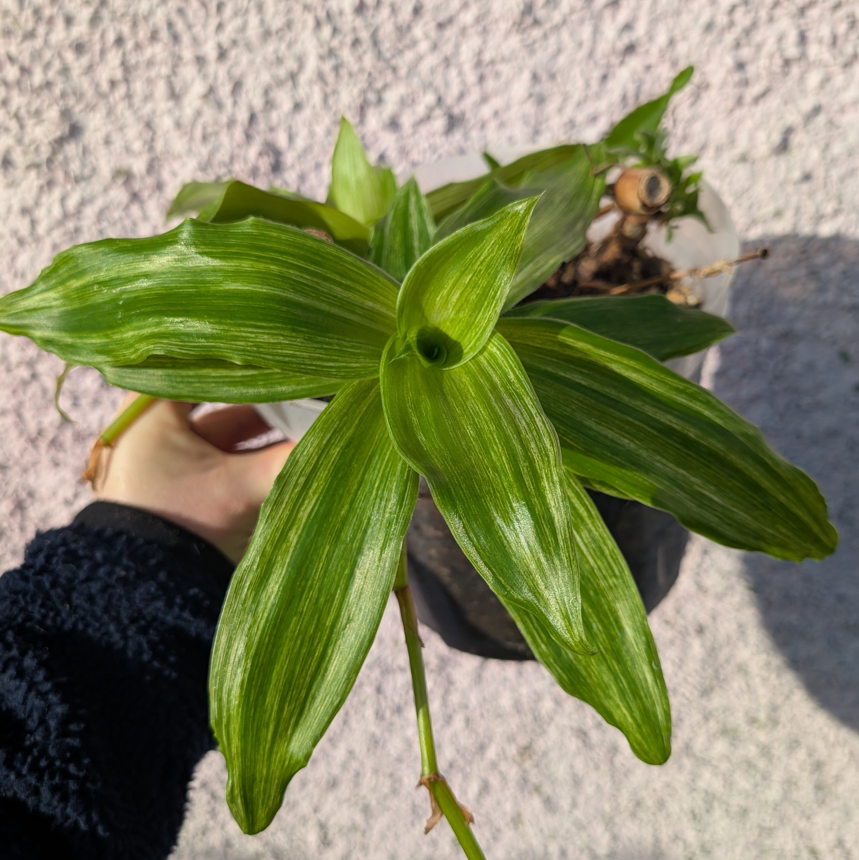Callisia fragrans 'Infinity' (large)