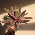 Tradescantia spathacea 'Sitara'