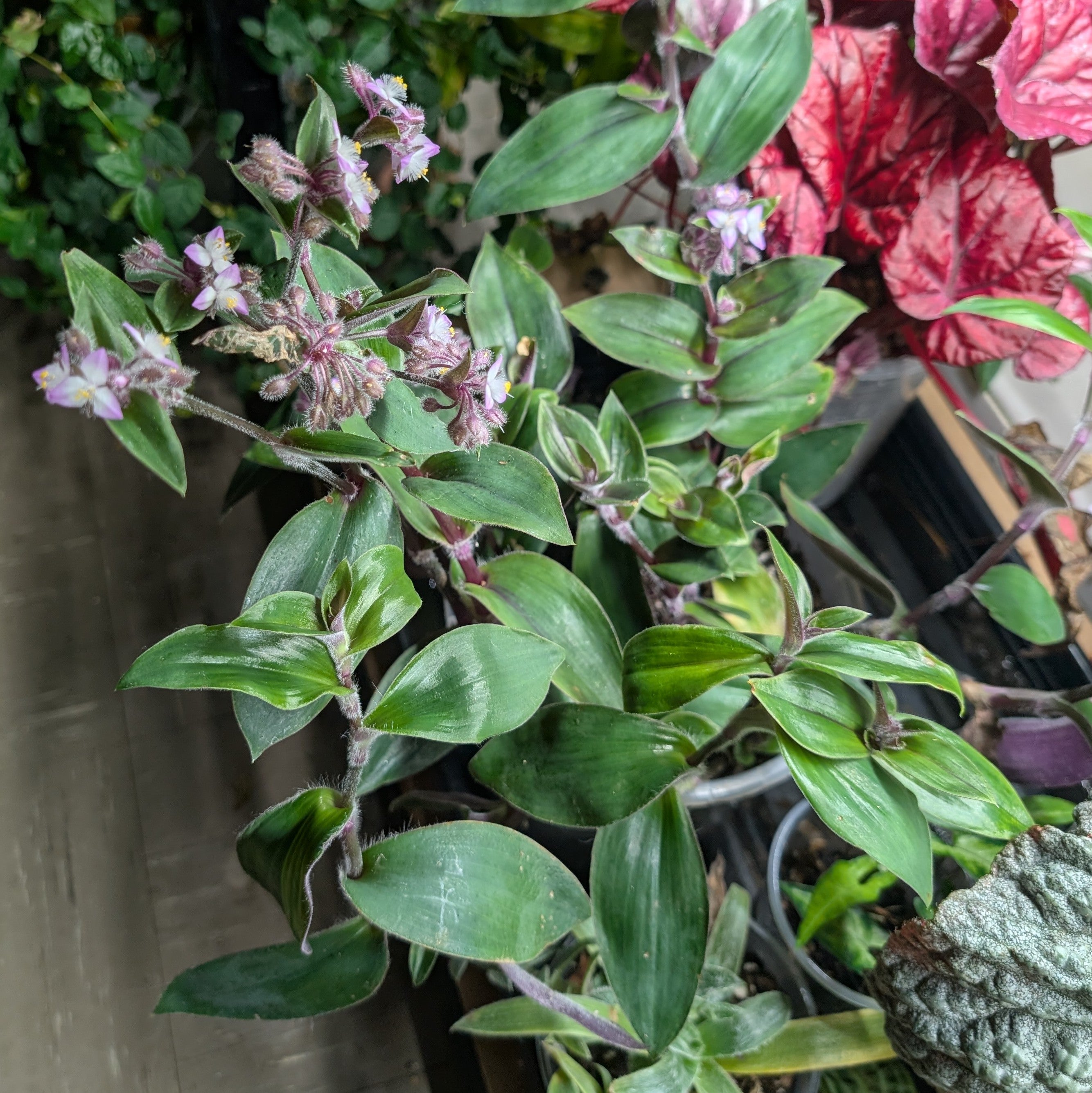 Tradescantia cerinthoides 'Red Hill'