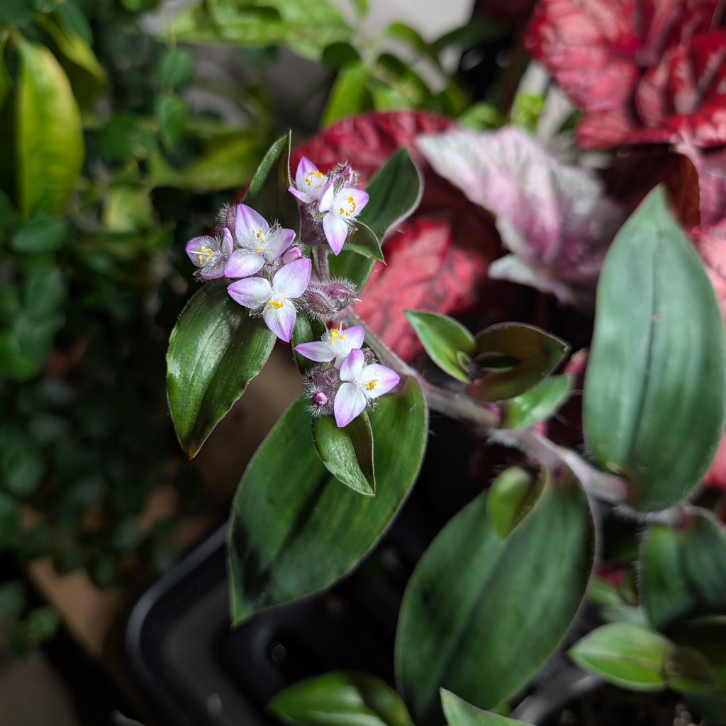Tradescantia cerinthoides 'Red Hill'