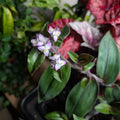 Tradescantia cerinthoides 'Red Hill'