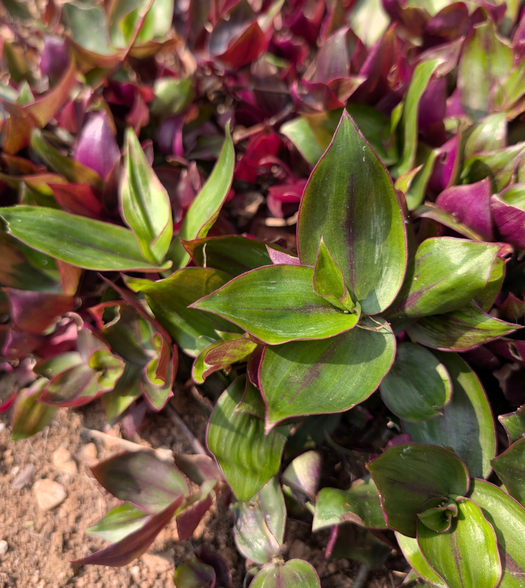 Tradescantia zebrina 'Flame Dance'