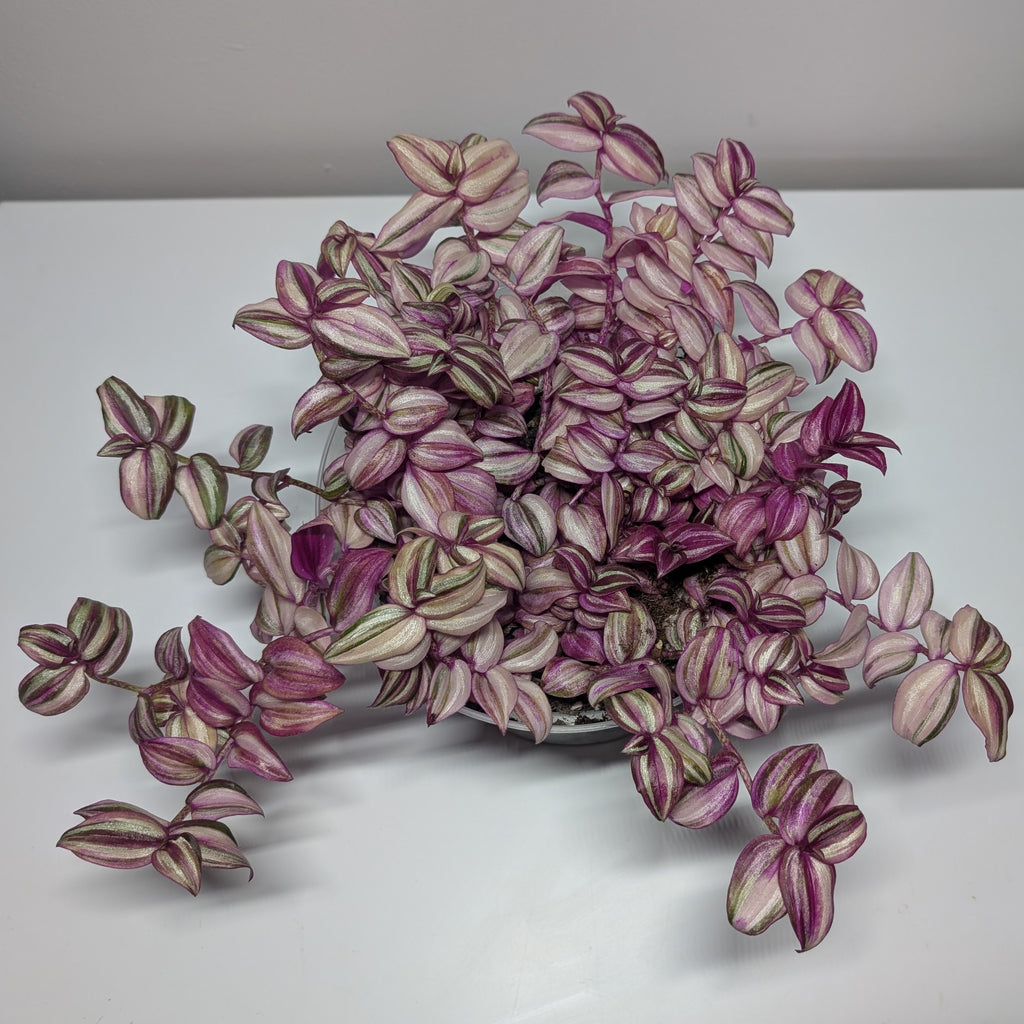 Tradescantia zebrina 'Happilee'