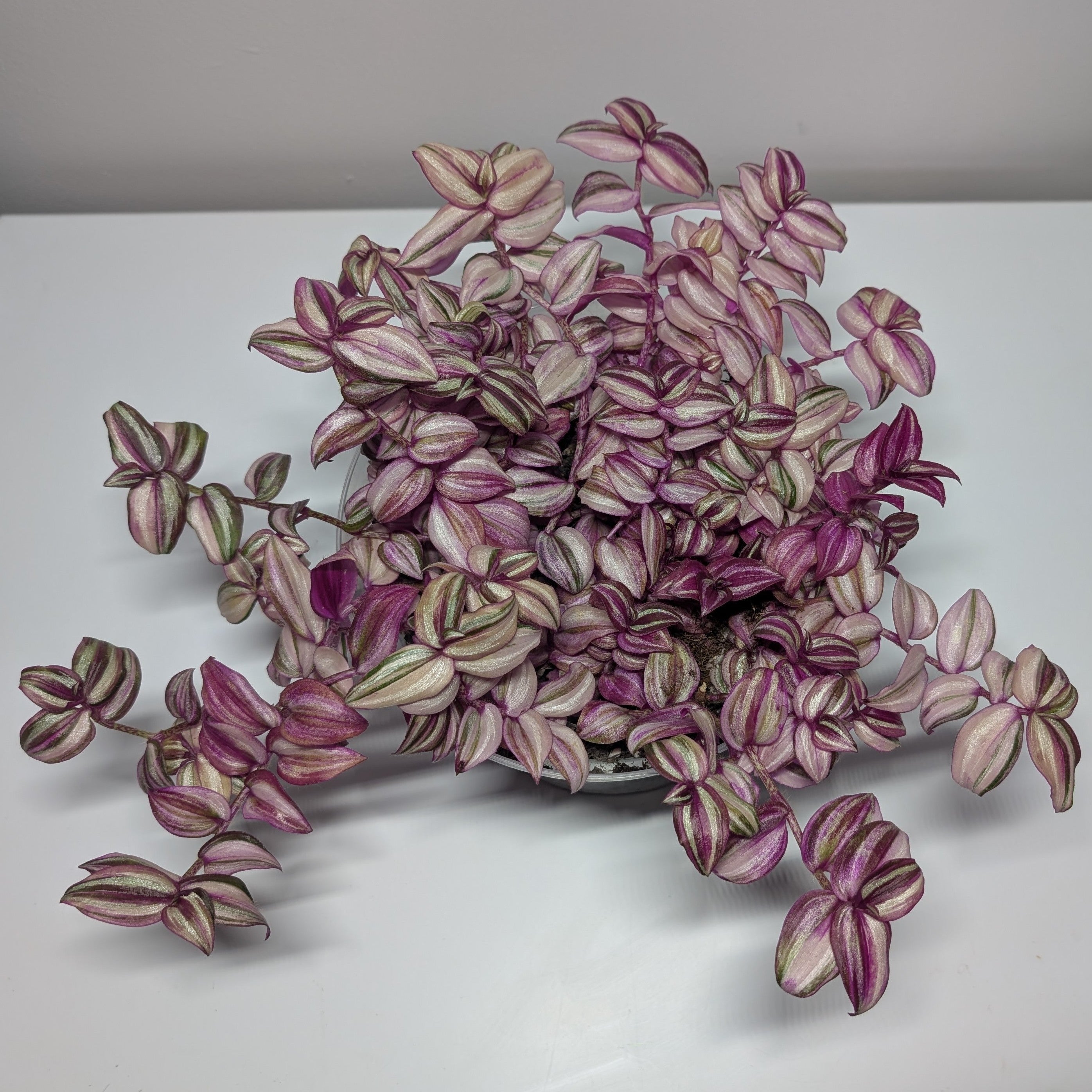 Tradescantia zebrina 'Happilee'