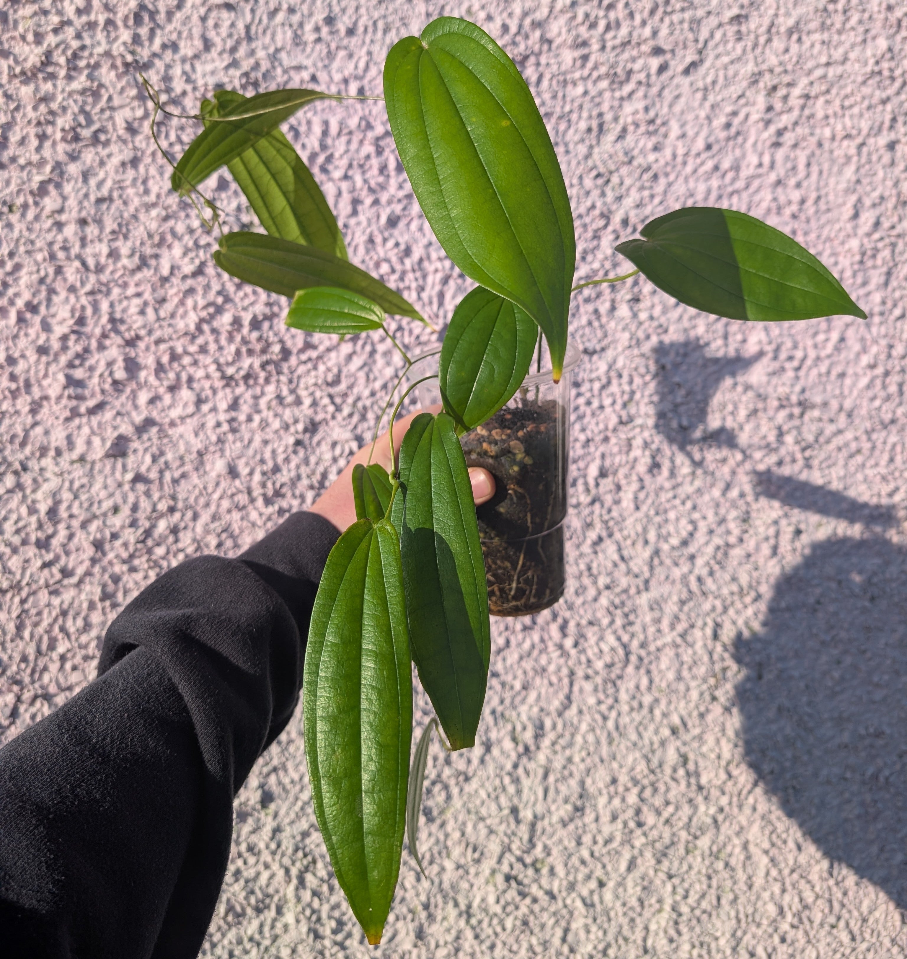 Dioscorea 'Greyhound'