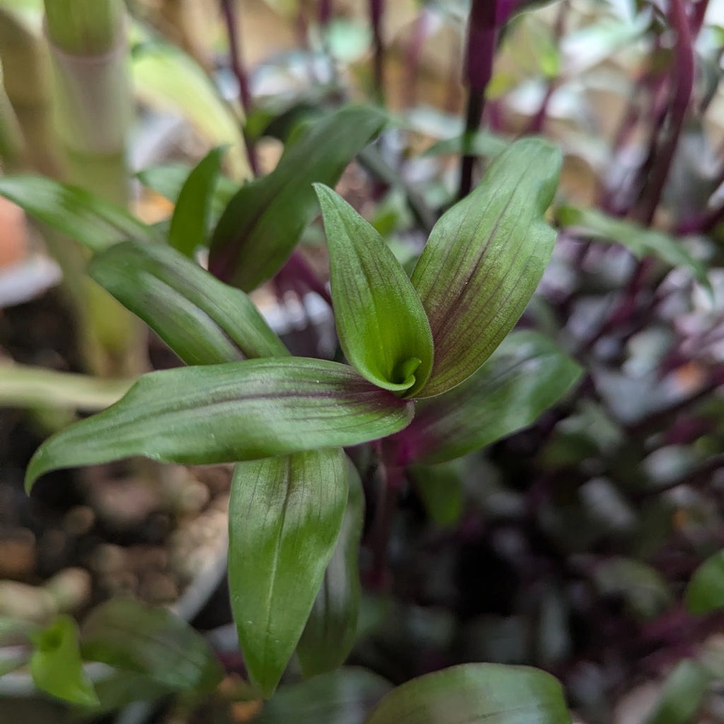 Tripogandra serrulata 'Purple Scimitars'