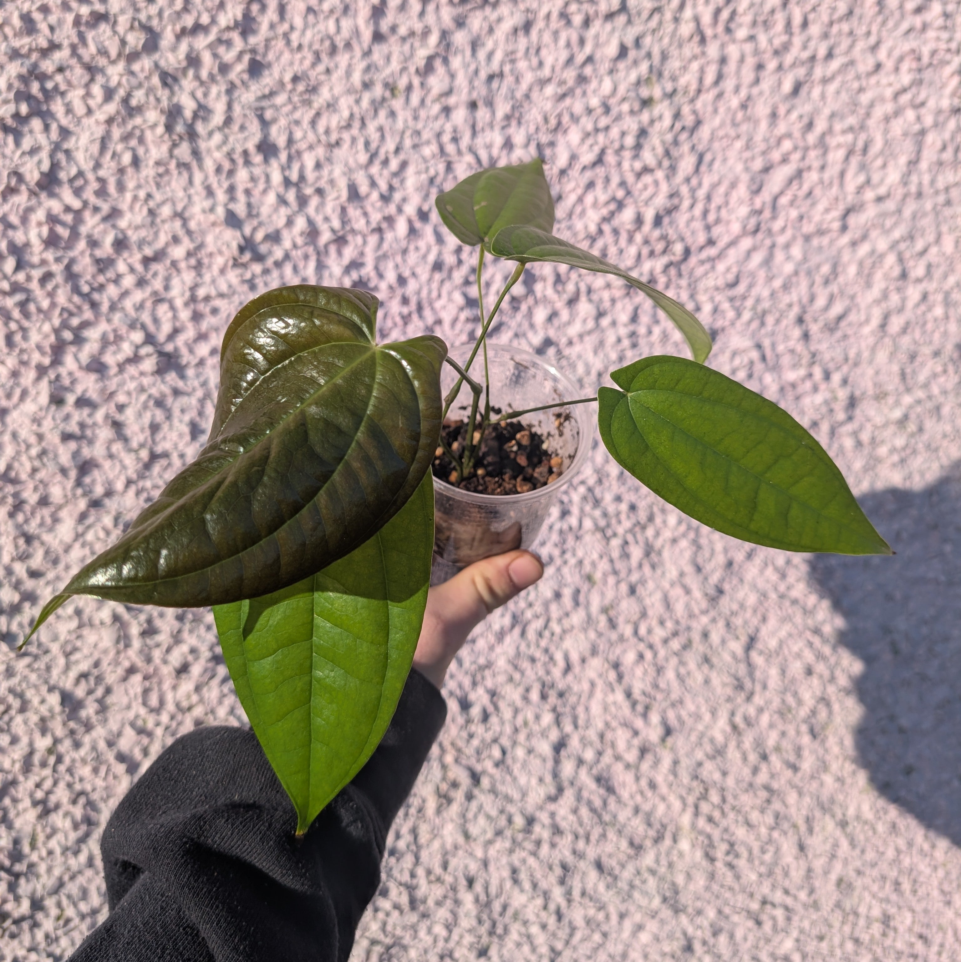 Dioscorea 'Greyhound'