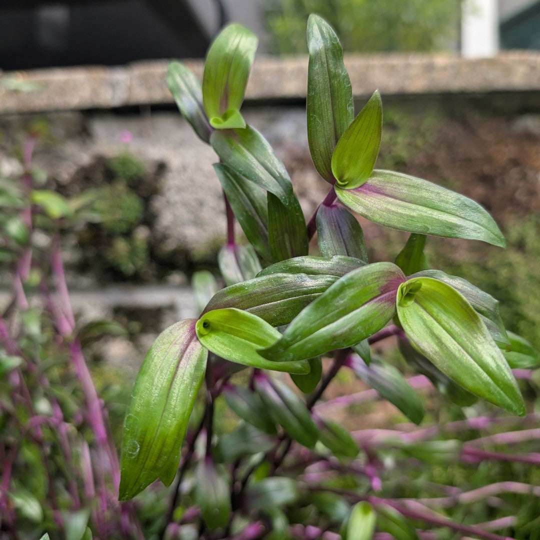 Tripogandra serrulata 'Purple Scimitars'