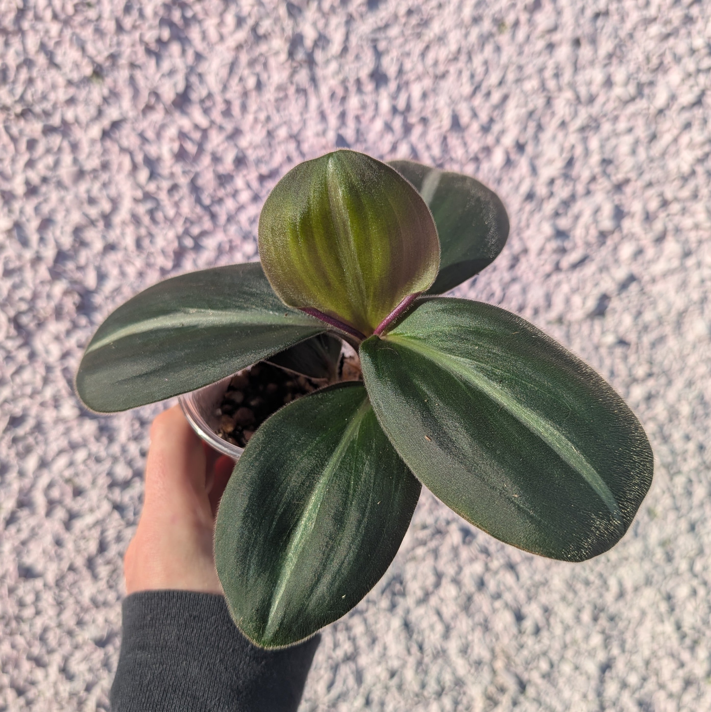 Commelinaceae sp. Ecuador