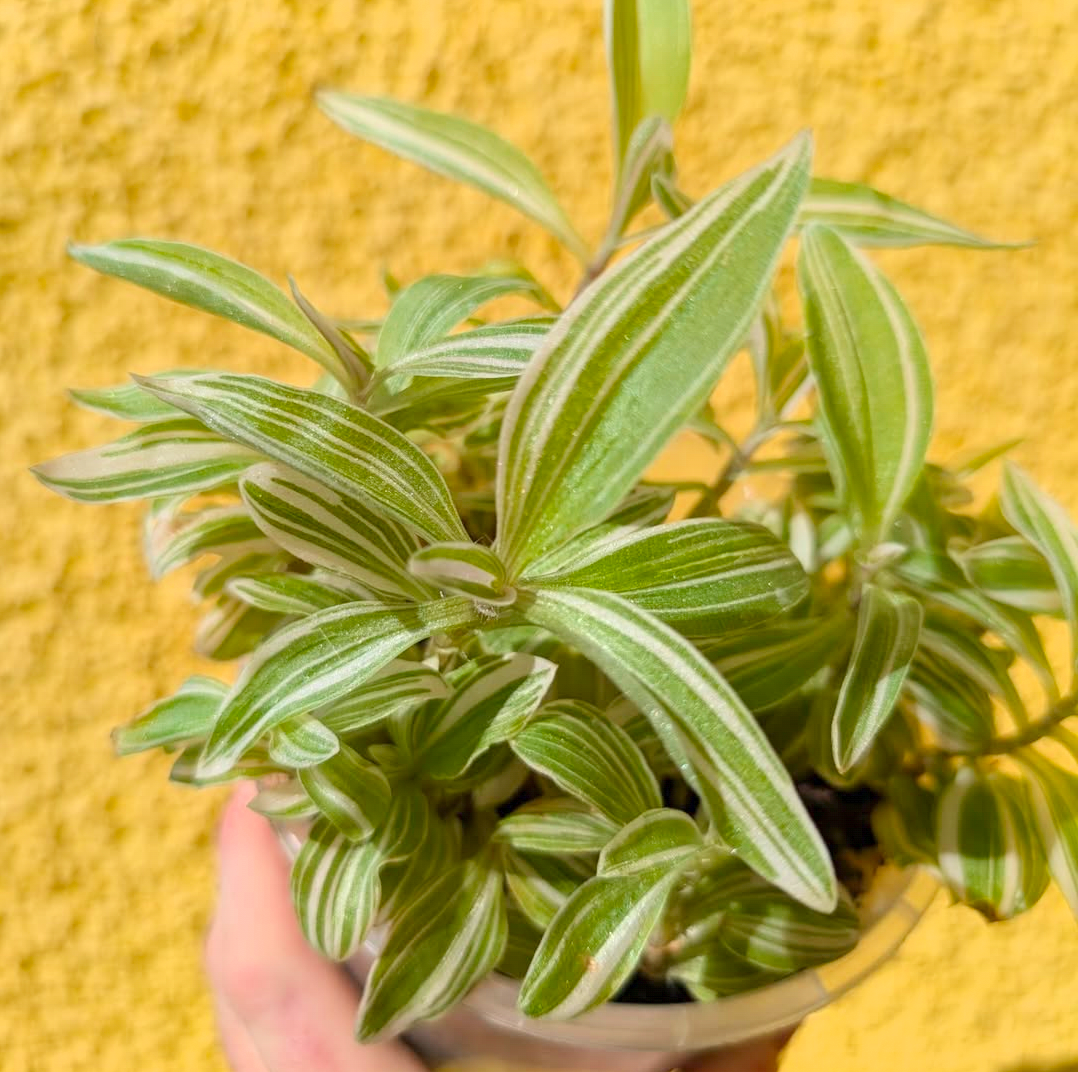 Tradescantia 'Tenderness'