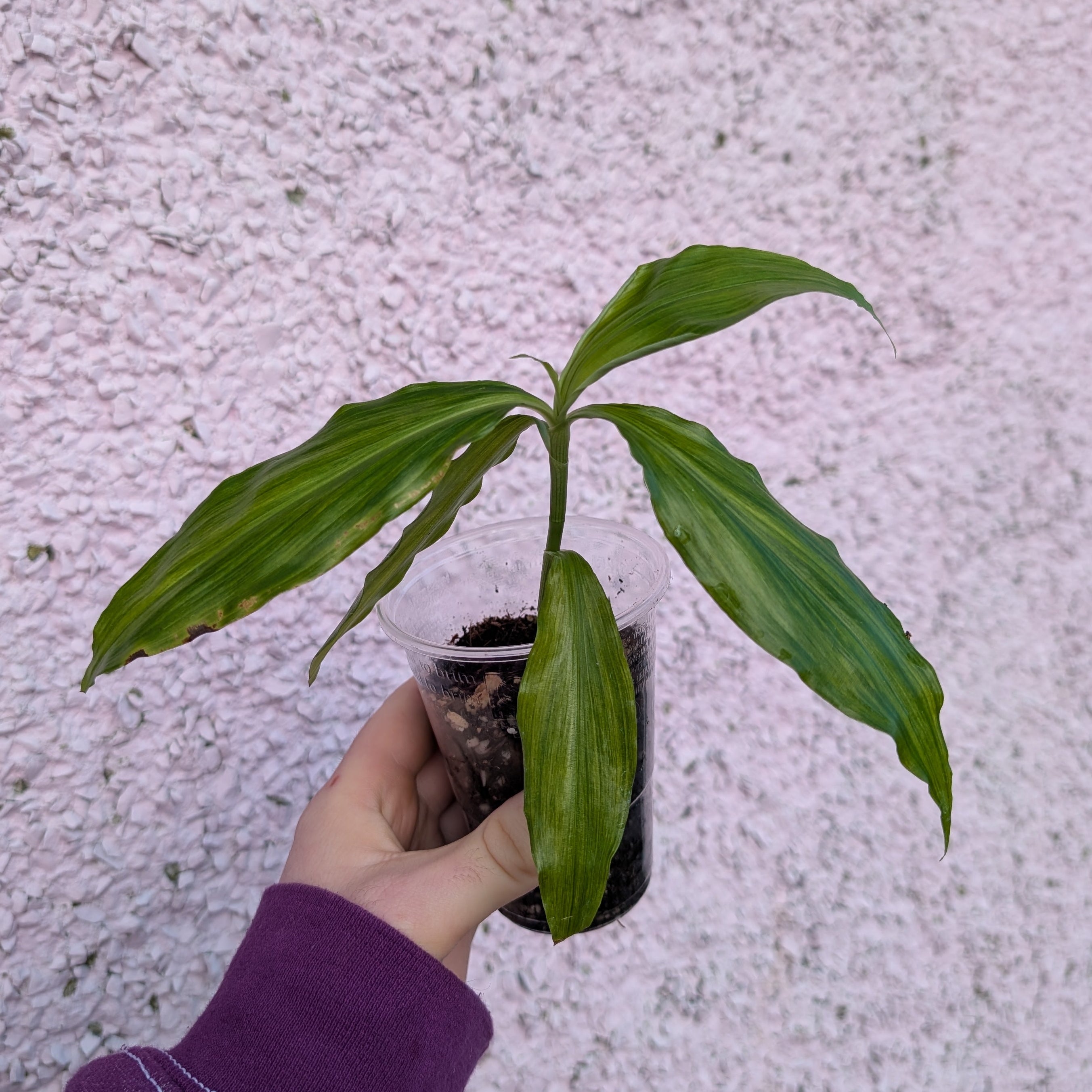 Pollia sp. yellow variegated