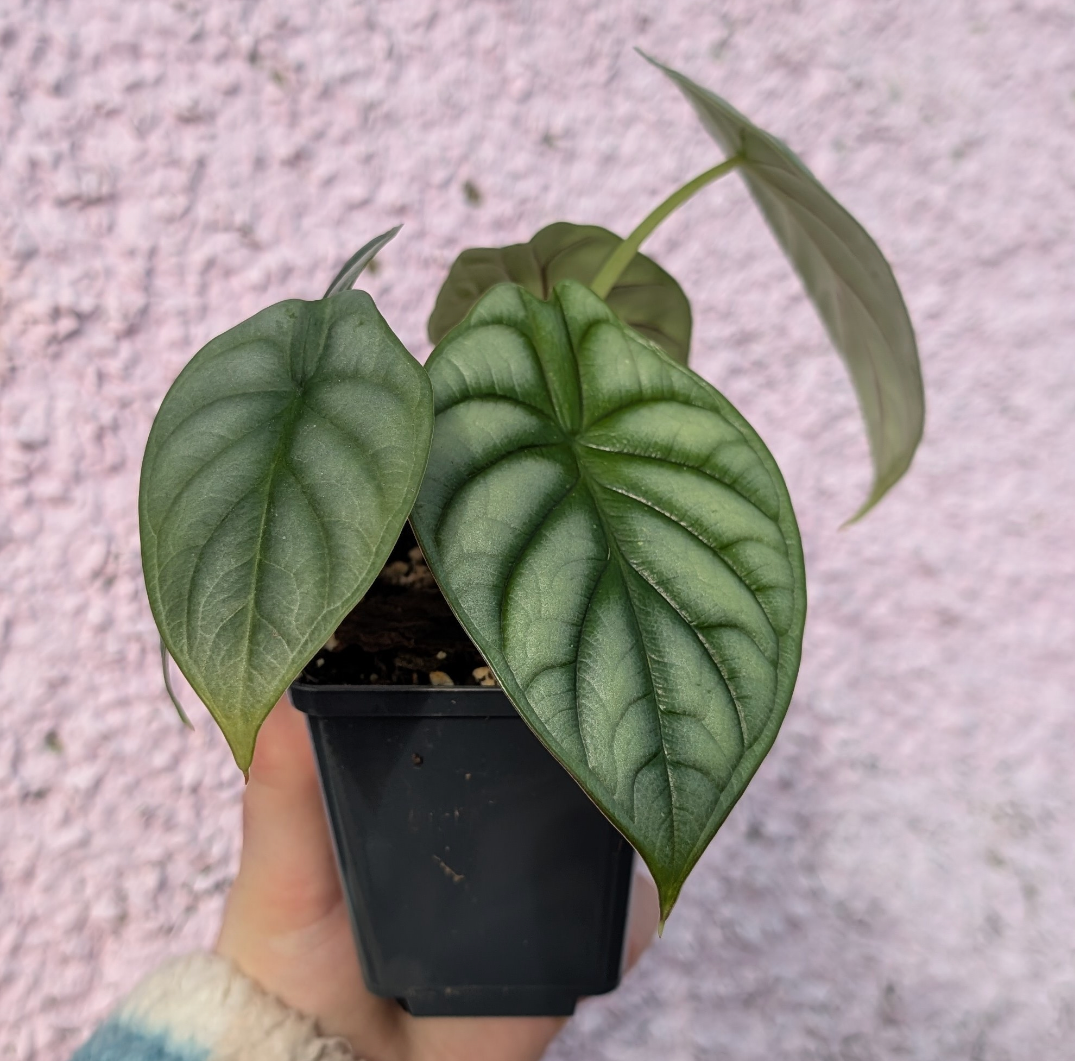 Alocasia 'Silver Dragon'
