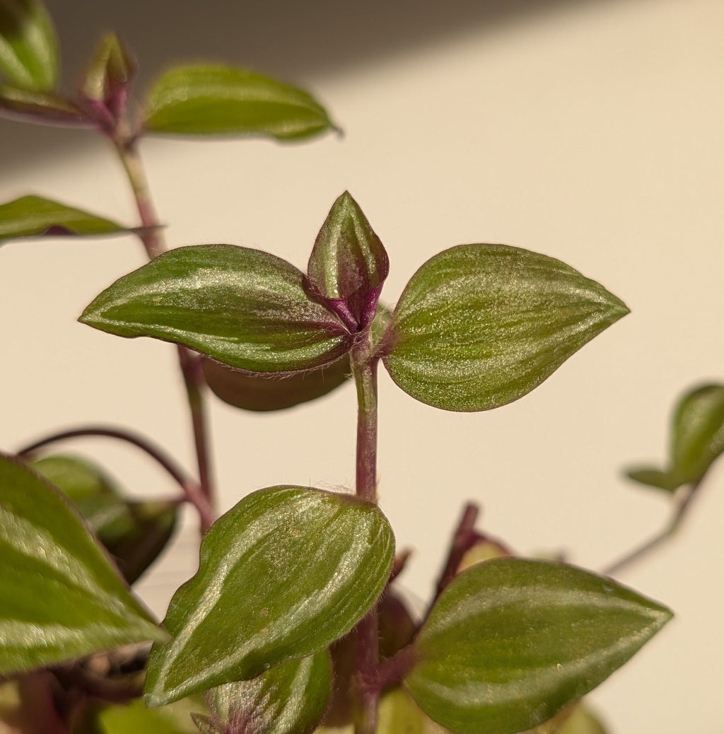 Tradescantia zebrina 'Leprechaun'