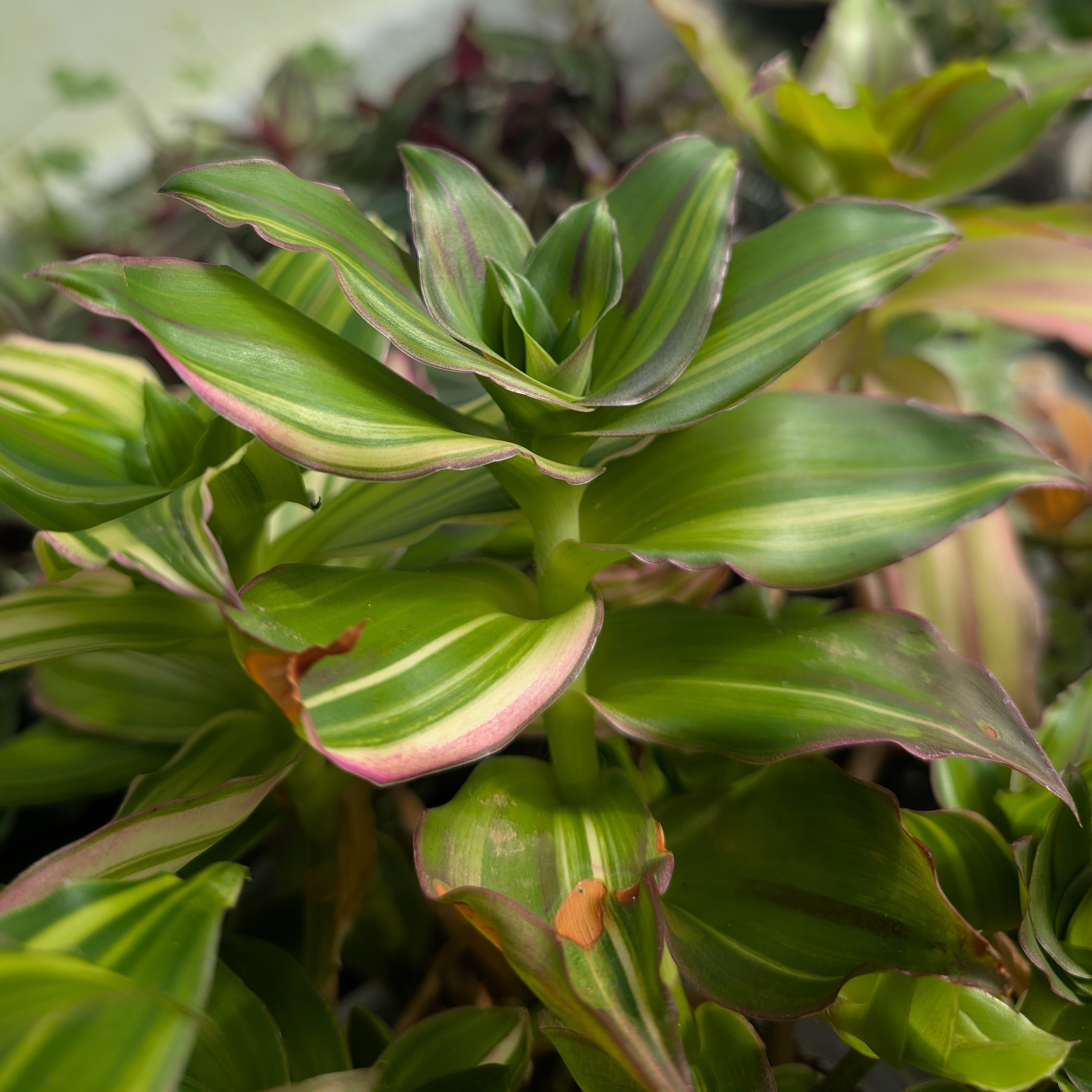 Callisia 'Melnikoff'